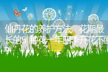 仙丹花的养护方法