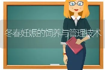 冬春妊娠的饲养与管理技术