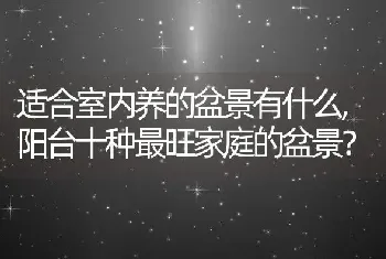 适合室内养的盆景有什么