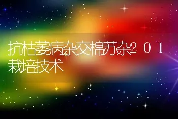 抗枯萎病杂交棉苏杂201栽培技术