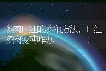 多肉口红的养殖方法