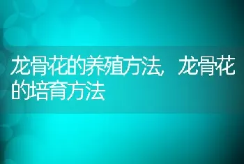 龙骨花的养殖方法