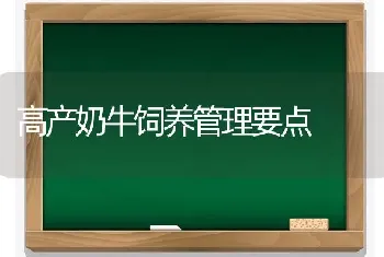 高产奶牛饲养管理要点