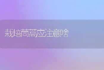 栽培茼蒿应注意啥