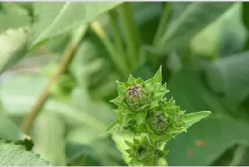 土木香的人工种植技术