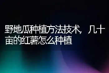 野地瓜种植方法技术