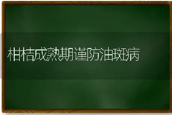 柑桔成熟期谨防油斑病