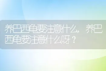 养巴西龟要注意什么