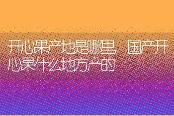 开心果产地是哪里