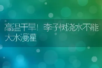 高温干旱！李子树浇水不能大水漫灌