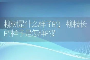 柳树是什么样子的