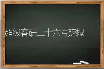 超级春研二十六号辣椒