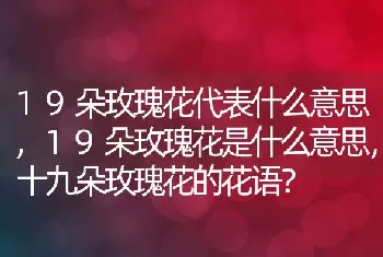 19朵玫瑰花代表什么意思