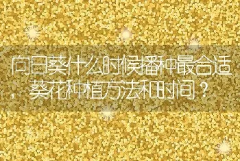 向日葵什么时候播种最合适