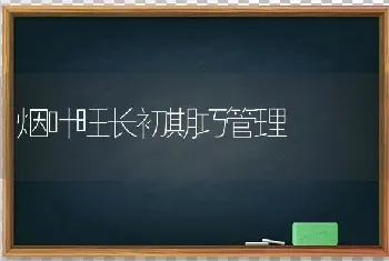 烟叶旺长初期巧管理