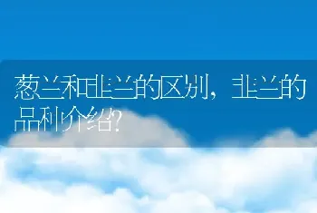 葱兰和韭兰的区别