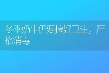 冬季奶牛仍要搞好卫生,严格消毒