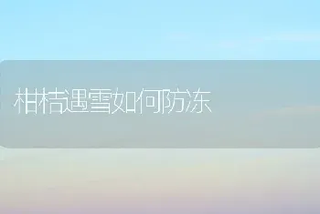 柑桔遇雪如何防冻