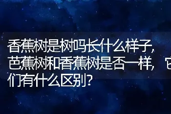 香蕉树是树吗长什么样子