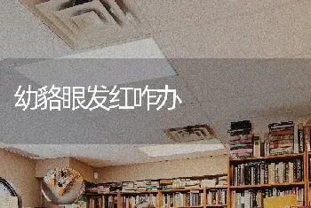 鸽子消瘦病