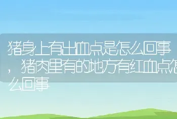 中华蝾螈喜欢吃什么