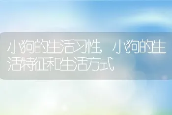 小狗的生活习性,小狗的生活特征和生活方式