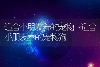 适合小朋友养的宠物,适合小朋友养的宠物狗