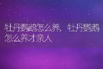 牡丹鹦鹉怎么养,牡丹鹦鹉怎么养才亲人