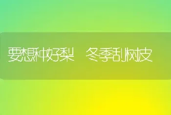 要想种好梨 冬季刮树皮