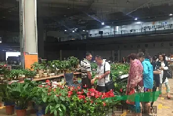 昆明斗南花卉市场在哪个区