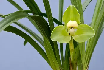 兰花开花期间能浇水吗