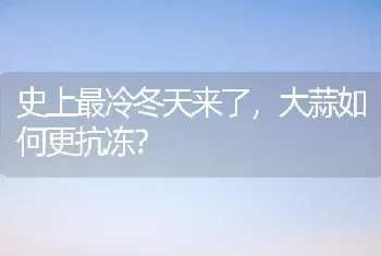 史上最冷冬天来了,大蒜如何更抗冻?