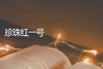 珍珠红一号