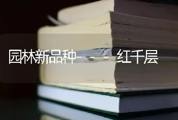 园林新品种---红千层