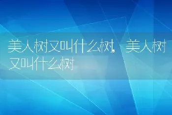 美人树又叫什么树