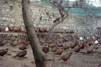 七彩山鸡苗吃什么饲料？养殖管理要点