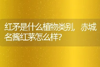 草莓怎么施肥和浇水