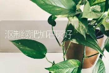 沤制绿肥加石灰好