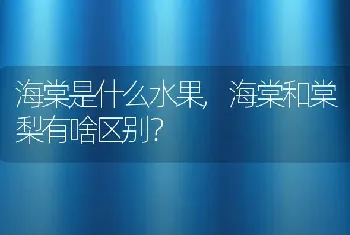 海棠是什么水果