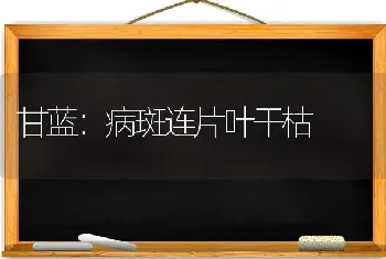 甘蓝：病斑连片叶干枯