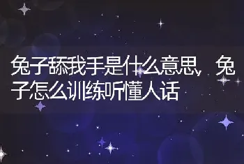 兔子舔我手是什么意思,兔子怎么训练听懂人话