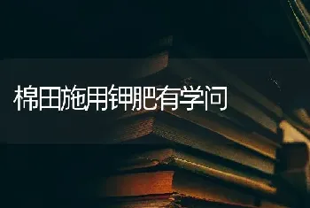 棉田施用钾肥有学问