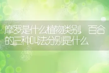 摩罗是什么植物类别