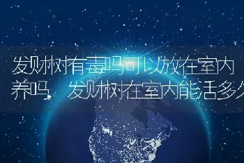 发财树有毒吗可以放在室内养吗