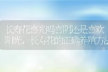 长寿花喜光吗喜阴还是喜欢阳光