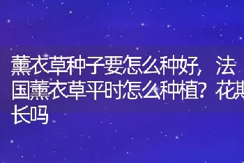 薰衣草种子要怎么种好