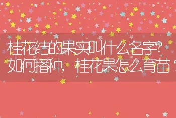 桂花结的果实叫什么名字?如何播种