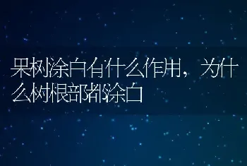 果树涂白有什么作用