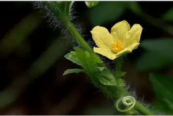 西瓜开花结果期的管理