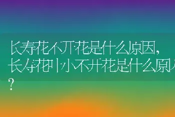 长寿花不开花是什么原因